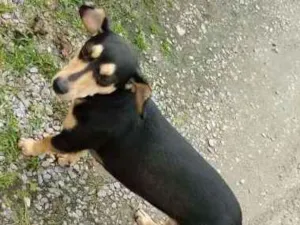 Cachorro raça vira lata idade 2 anos nome Rabita