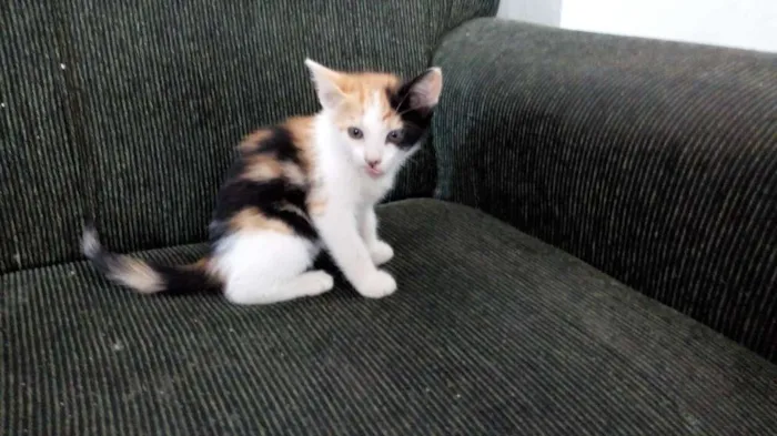 Gato ra a Indefinida idade 2 a 6 meses nome Malhada