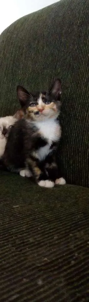 Gato ra a Indefinida idade 2 a 6 meses nome Preto