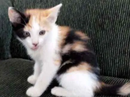 Gato ra a Indefinida idade 2 a 6 meses nome Malhada