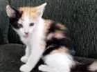 Gato raça Indefinida idade 2 a 6 meses nome Malhada