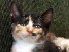 Gato ra a Indefinida idade 2 a 6 meses nome Preto