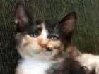 Gato raça Indefinida idade 2 a 6 meses nome Preto