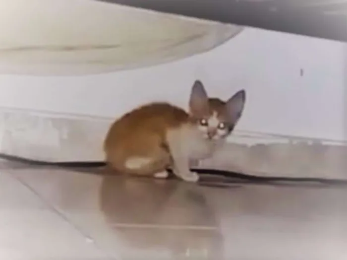 Gato ra a Sem raça idade Abaixo de 2 meses nome Leon