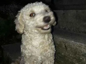 Cachorro raça Poodle idade 3 anos nome Charlotte