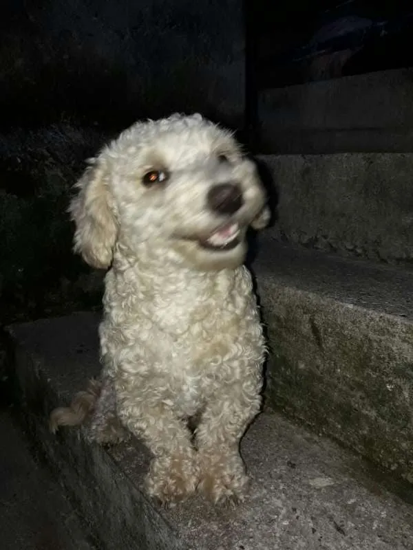 Cachorro ra a Poodle idade 3 anos nome Charlotte