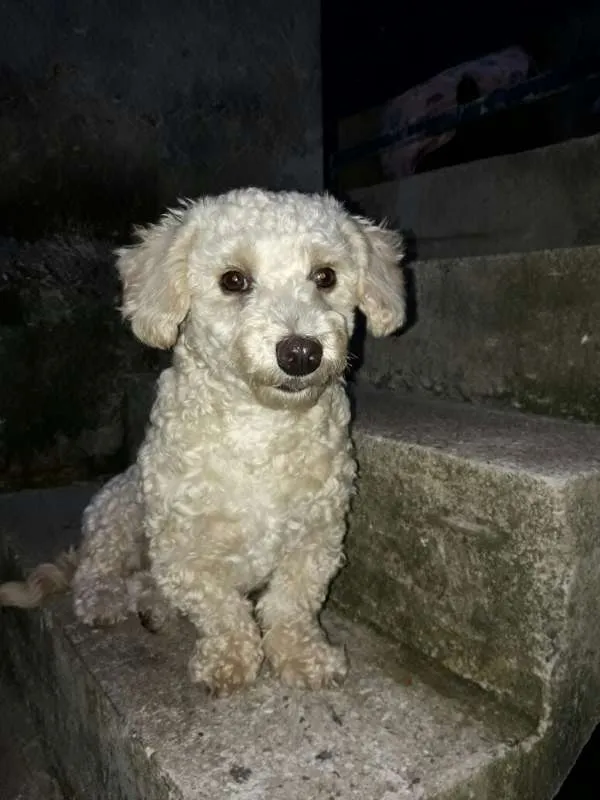 Cachorro ra a Poodle idade 3 anos nome Charlotte