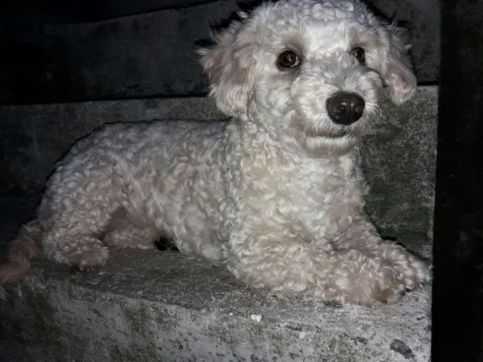 Cachorro ra a Poodle idade 3 anos nome Charlotte