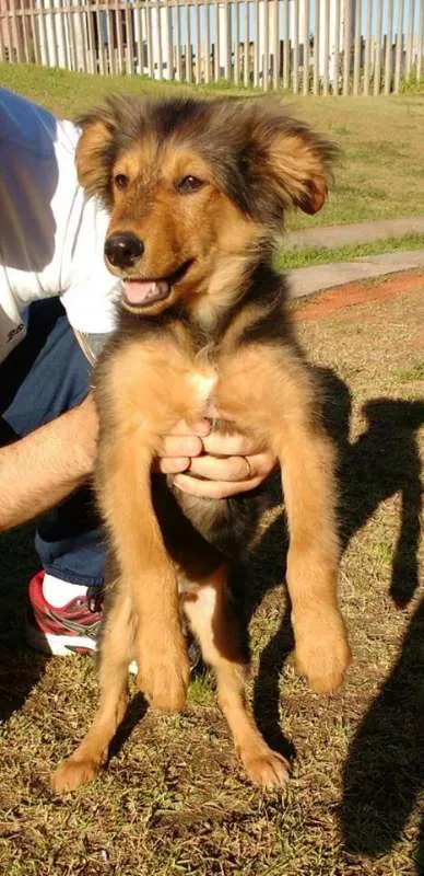 Cachorro ra a SRD idade 2 a 6 meses nome Anúbis