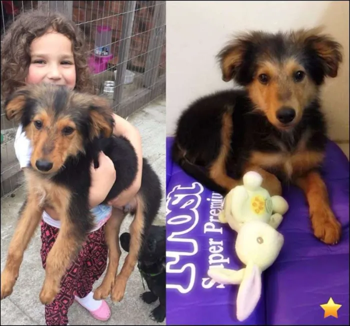 Cachorro ra a SRD idade 2 a 6 meses nome Anúbis