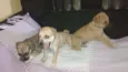 ???