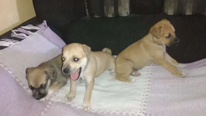 Cachorro raça indefinida idade Abaixo de 2 meses nome ???