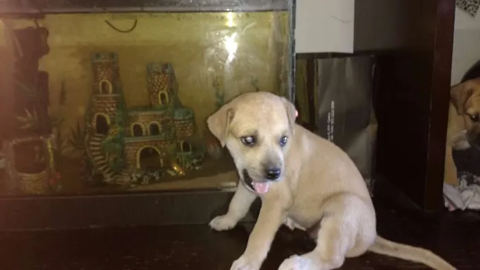 Cachorro raça indefinida idade Abaixo de 2 meses nome ???
