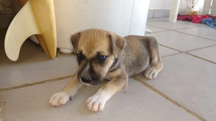 Cachorro raça indefinida idade Abaixo de 2 meses nome ???