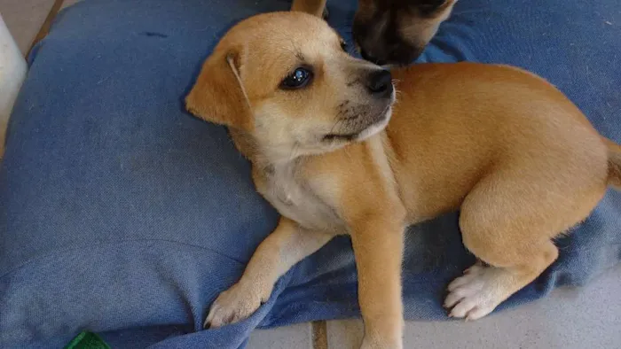 Cachorro raça indefinida idade Abaixo de 2 meses nome ???