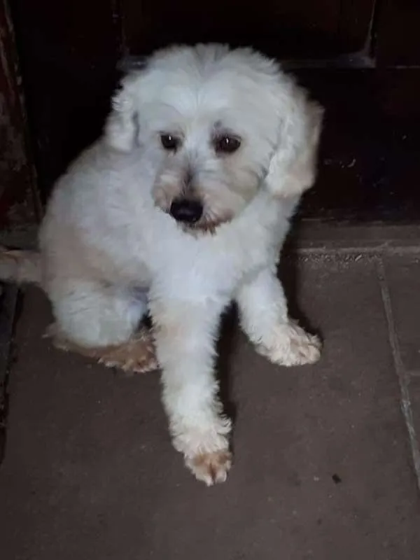 Cachorro ra a poodle idade 1 ano nome Leozinho