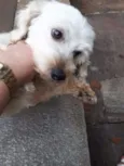 Leozinho