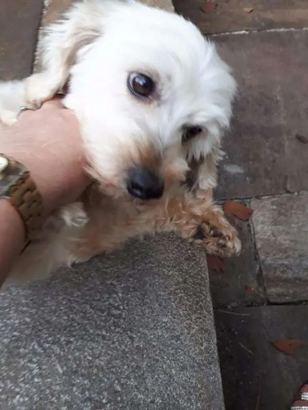 Cachorro ra a poodle idade 1 ano nome Leozinho