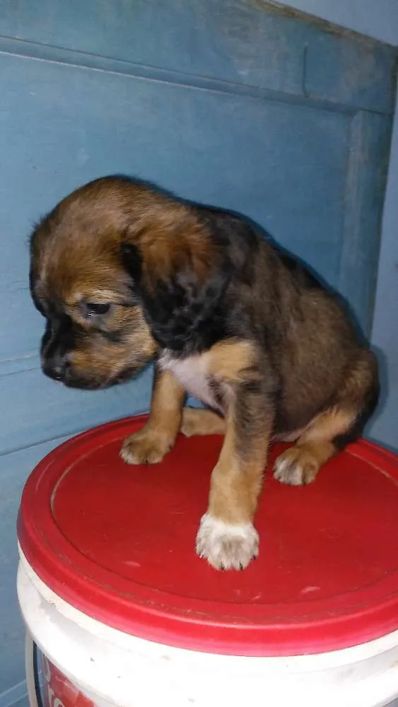 Cachorro raça Srd idade 2 a 6 meses nome A definir