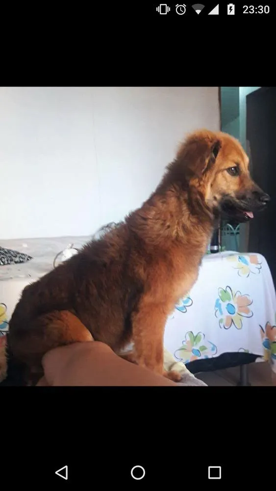 Cachorro ra a RSD idade 7 a 11 meses nome Belinha
