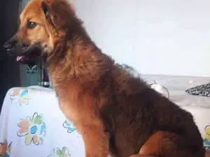 Cachorro raça RSD idade 7 a 11 meses nome Belinha
