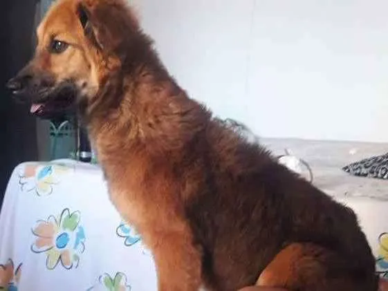 Cachorro ra a RSD idade 7 a 11 meses nome Belinha