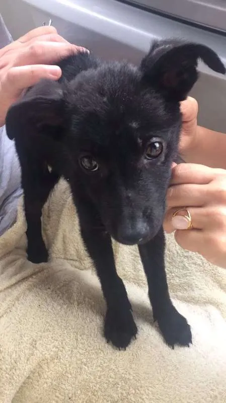 Cachorro ra a SRD idade Abaixo de 2 meses nome Pretinho
