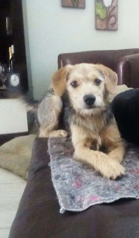 Cachorro raça S/R idade 7 a 11 meses nome Bibi