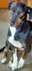 Lili