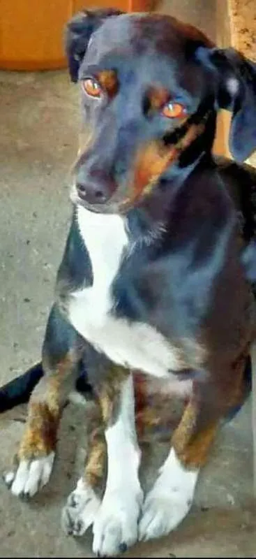 Cachorro ra a Sem raça definida idade 1 ano nome Lili