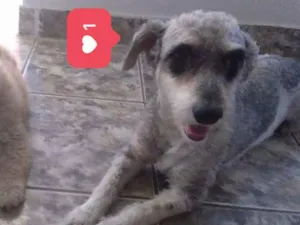 Cachorro raça Misturado poodle idade 3 anos nome Luck