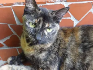 Gato raça SRD idade 7 a 11 meses nome Escaminha