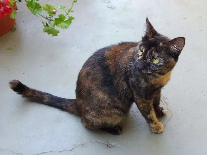 Gato ra a SRD idade 7 a 11 meses nome Escaminha