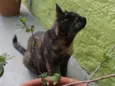 Escaminha