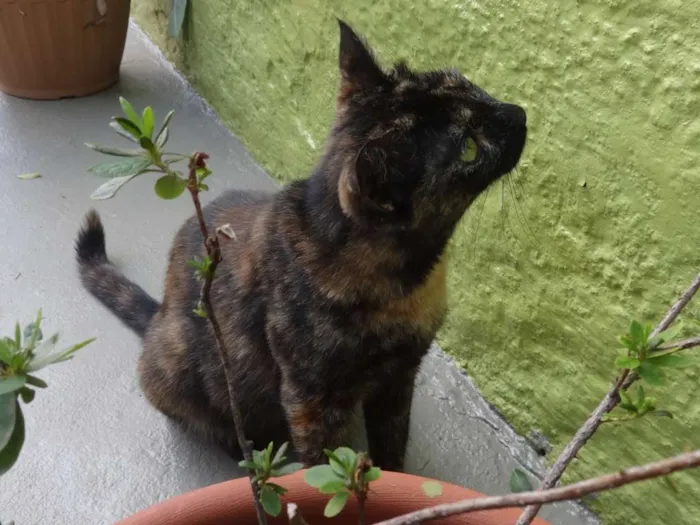 Gato ra a SRD idade 7 a 11 meses nome Escaminha