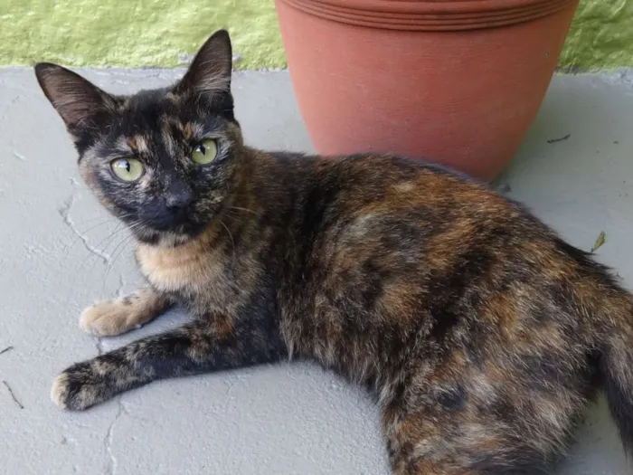 Gato ra a SRD idade 7 a 11 meses nome Escaminha