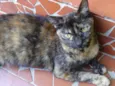 Escaminha