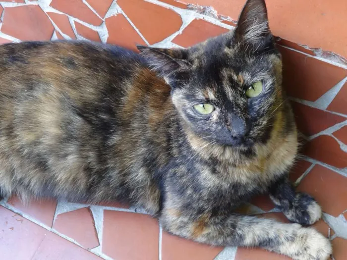 Gato ra a SRD idade 7 a 11 meses nome Escaminha