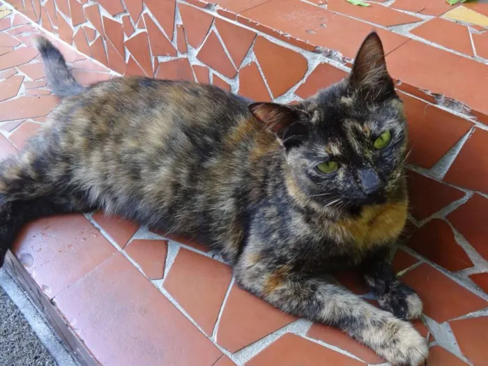 Gato ra a SRD idade 7 a 11 meses nome Escaminha
