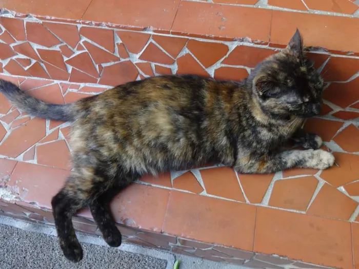 Gato ra a SRD idade 7 a 11 meses nome Escaminha