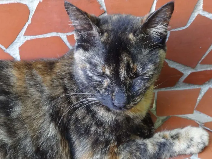 Gato ra a SRD idade 7 a 11 meses nome Escaminha