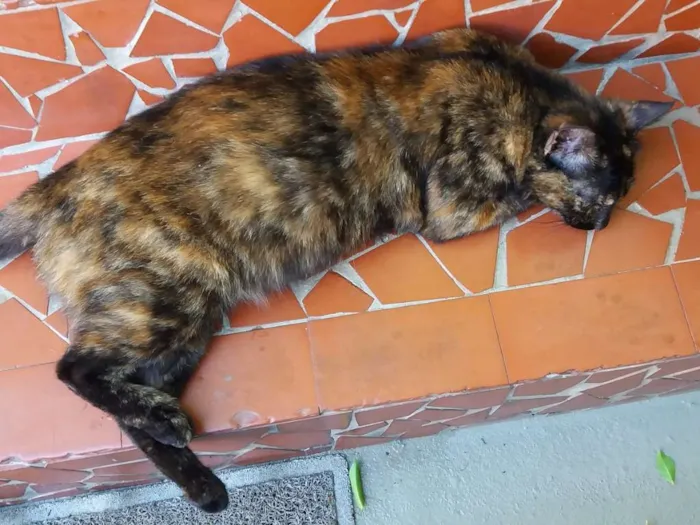 Gato ra a SRD idade 7 a 11 meses nome Escaminha