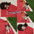 3 gatinhos frajola