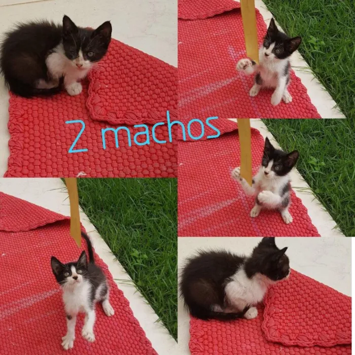 Gato raça SRD idade Abaixo de 2 meses nome 3 gatinhos frajola