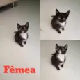 3 gatinhos frajola