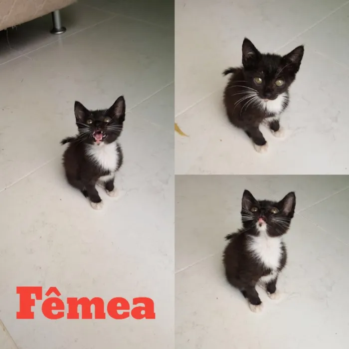 Gato raça SRD idade Abaixo de 2 meses nome 3 gatinhos frajola