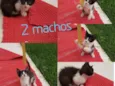 3 gatinhos frajola