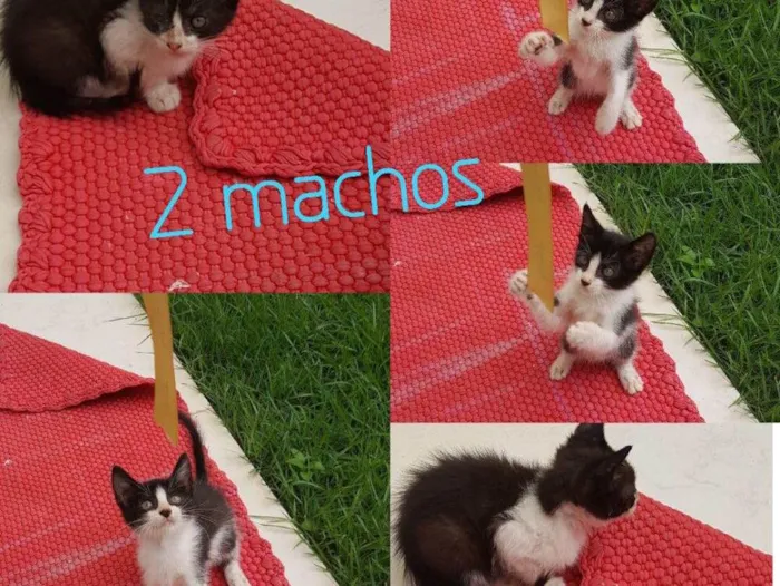 Gato raça SRD idade Abaixo de 2 meses nome 3 gatinhos frajola