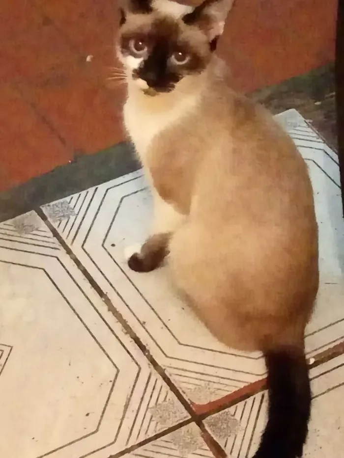 Gato ra a  idade 7 a 11 meses nome Lili