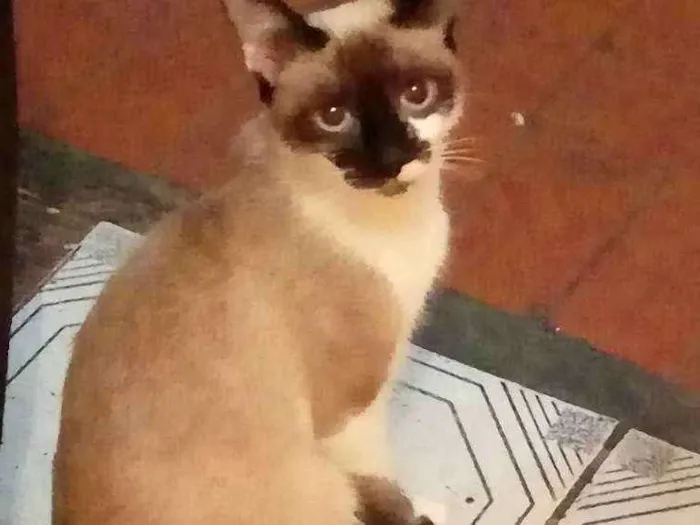 Gato ra a  idade 7 a 11 meses nome Lili